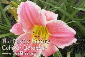 Daylily Rose Parfait
